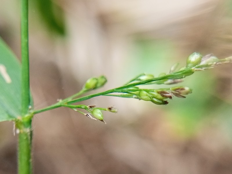 Cyrtococcum patens photo 2