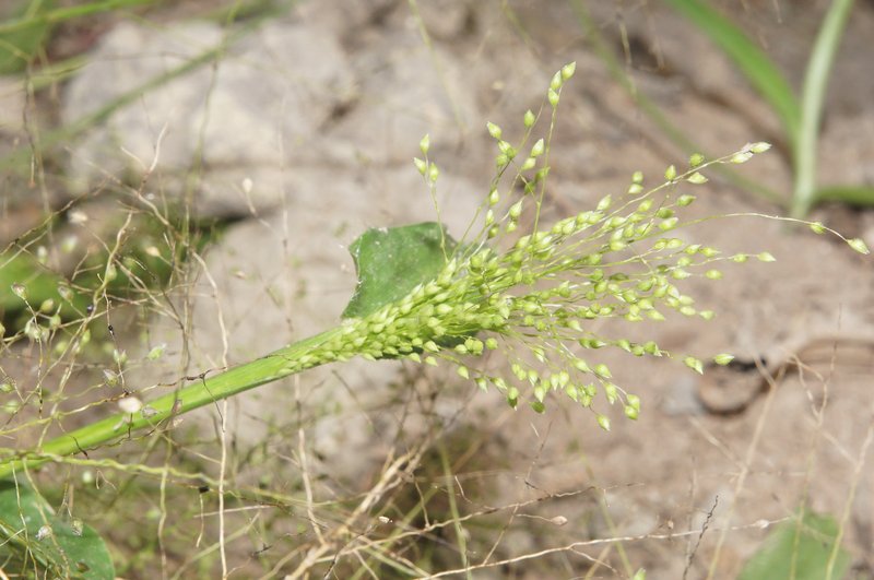 Cyrtococcum patens photo 7