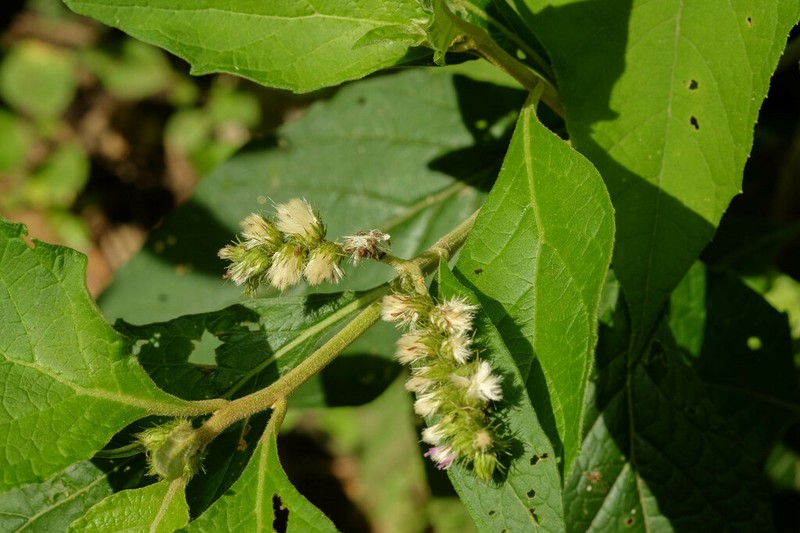 Cyrtocymura cincta photo 2