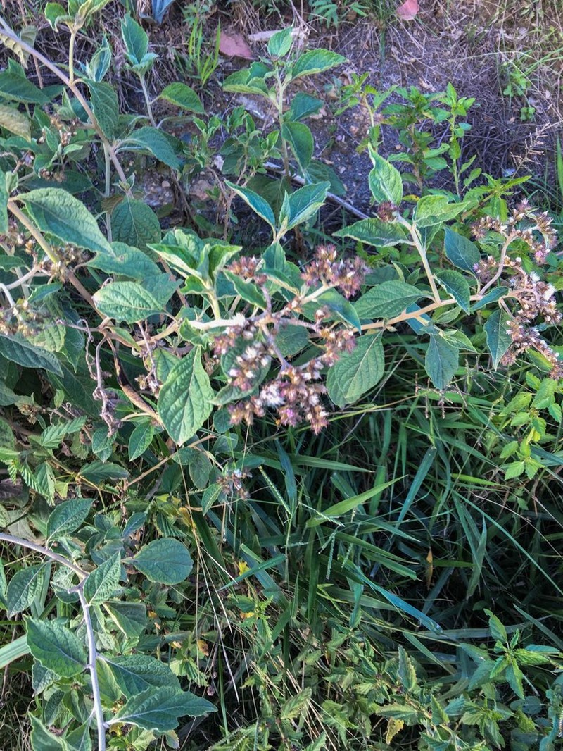 Cyrtocymura cincta photo 3