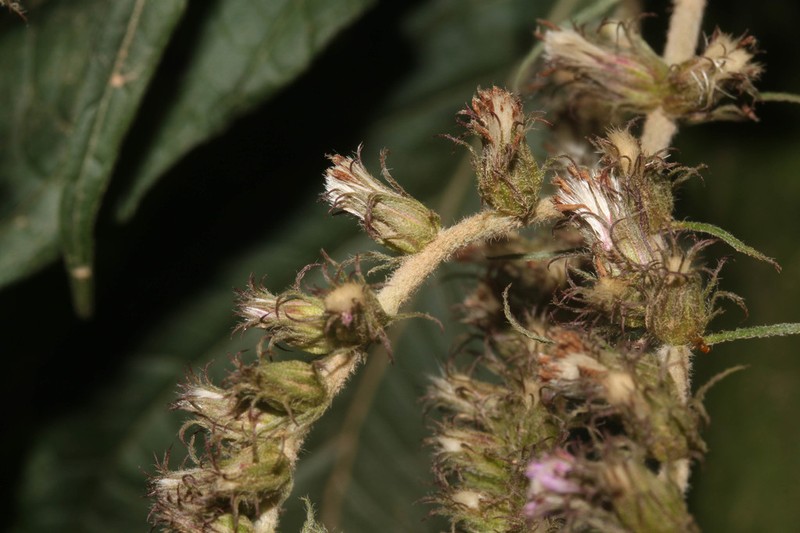 Cyrtocymura cincta photo 6