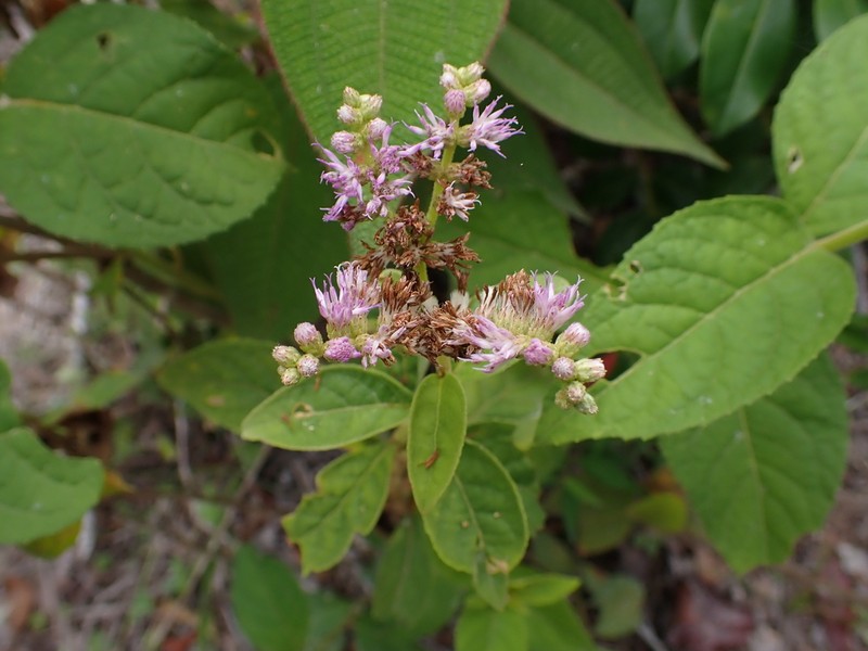 Cyrtocymura harleyi