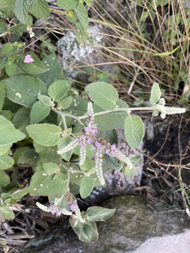 Cyrtocymura harleyi photo 2