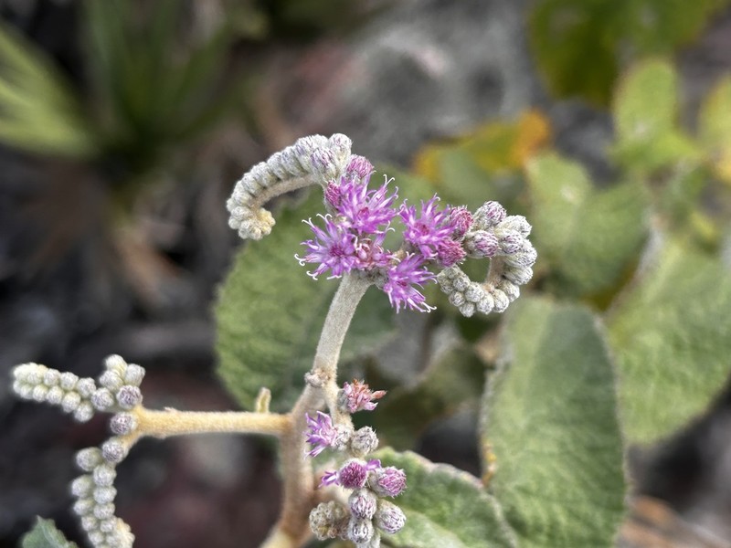 Cyrtocymura harleyi photo 4