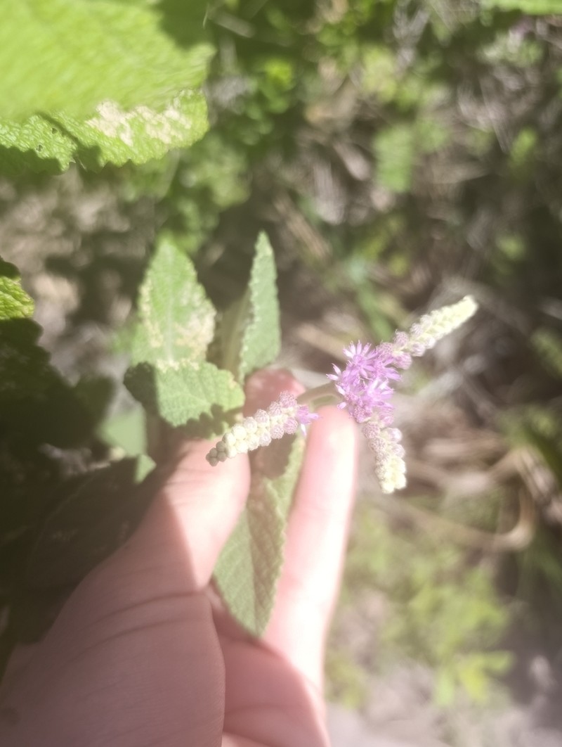 Cyrtocymura harleyi photo 5