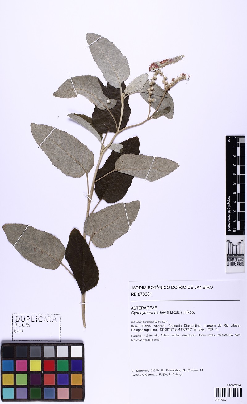 Cyrtocymura harleyi photo 8