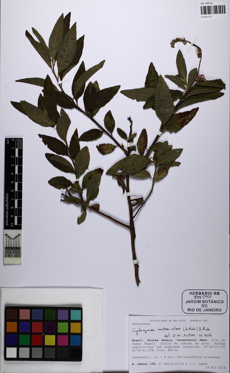 Cyrtocymura mattos-silvae photo 3