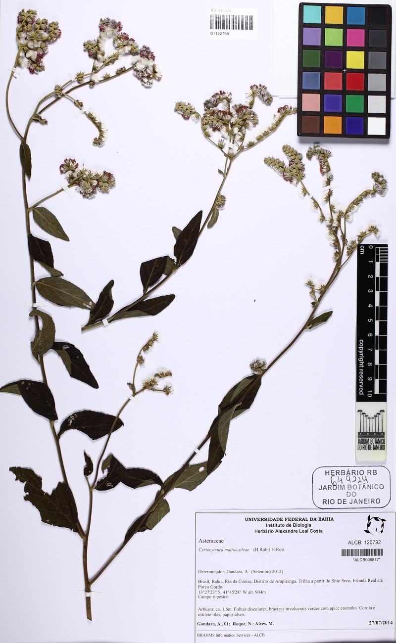 Cyrtocymura mattos-silvae photo 4