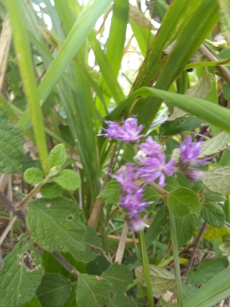 Cyrtocymura saepium