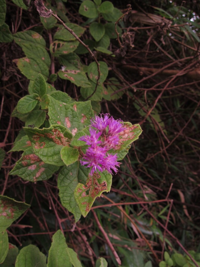 Cyrtocymura saepium photo 2