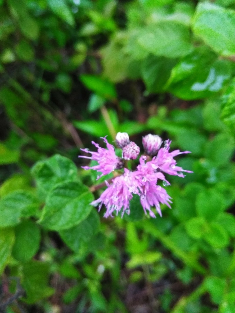 Cyrtocymura saepium photo 3