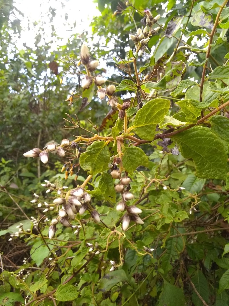 Cyrtocymura saepium photo 4