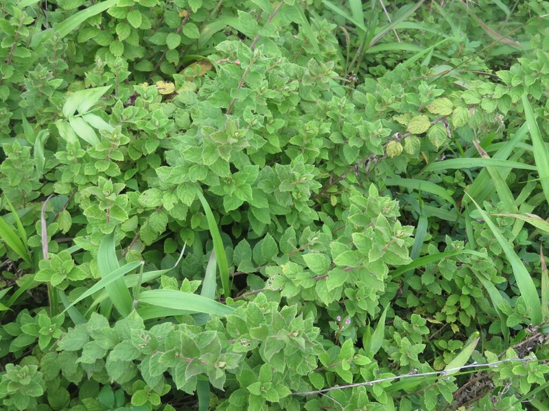 Cyrtocymura saepium photo 5