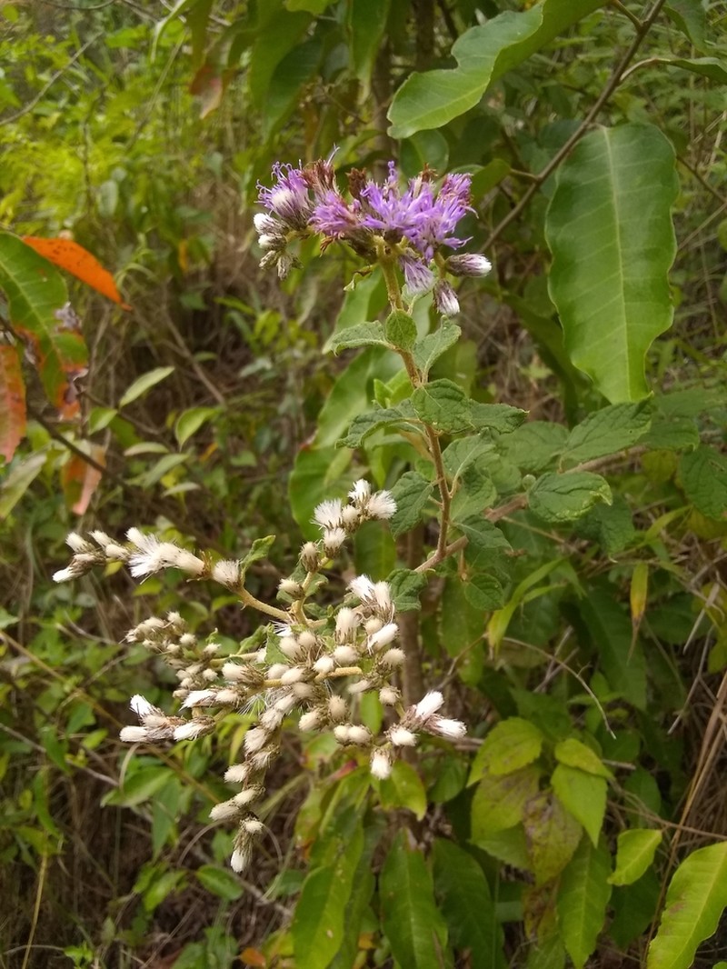 Cyrtocymura saepium photo 6