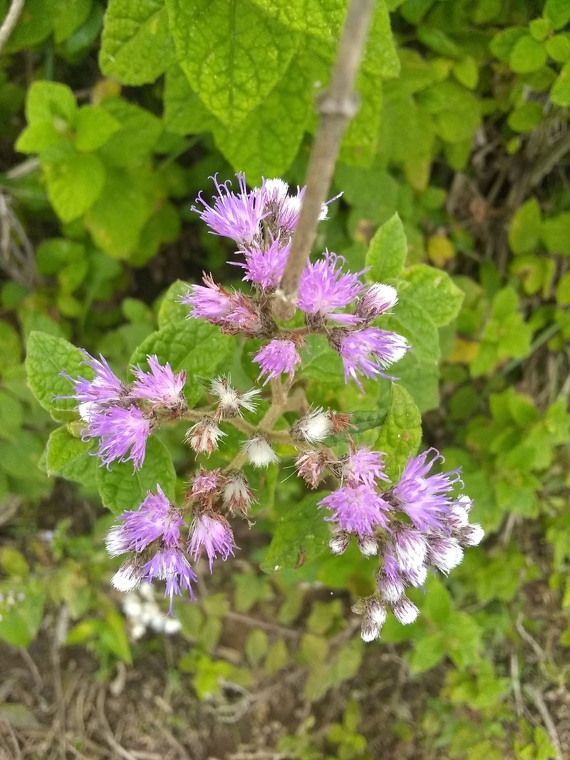 Cyrtocymura saepium photo 7