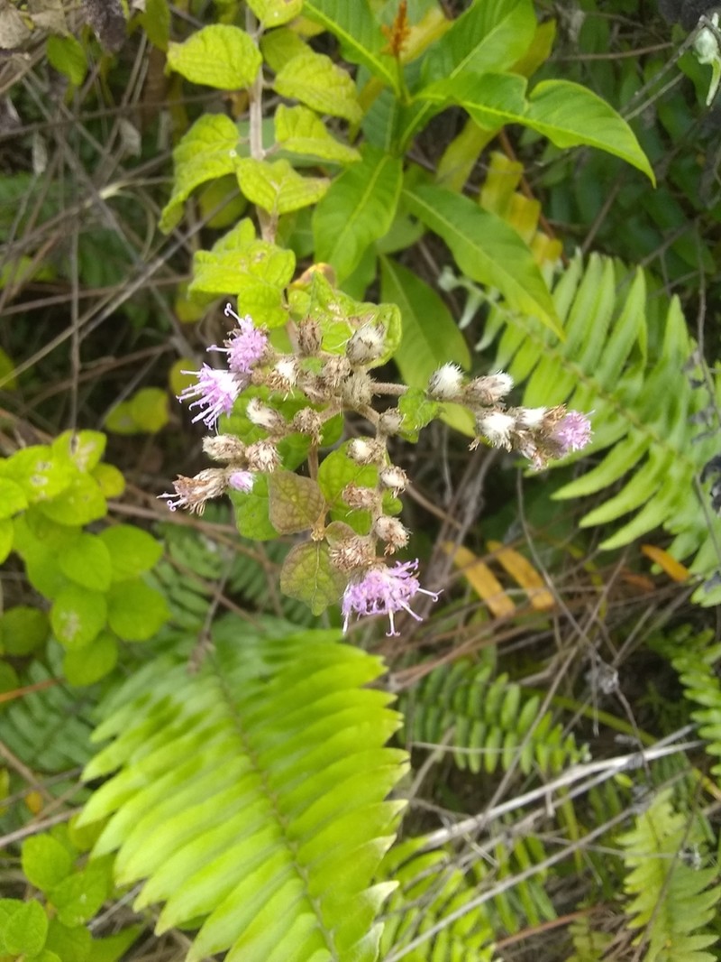 Cyrtocymura saepium photo 8