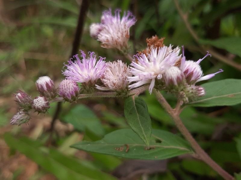 Cyrtocymura scorpioides