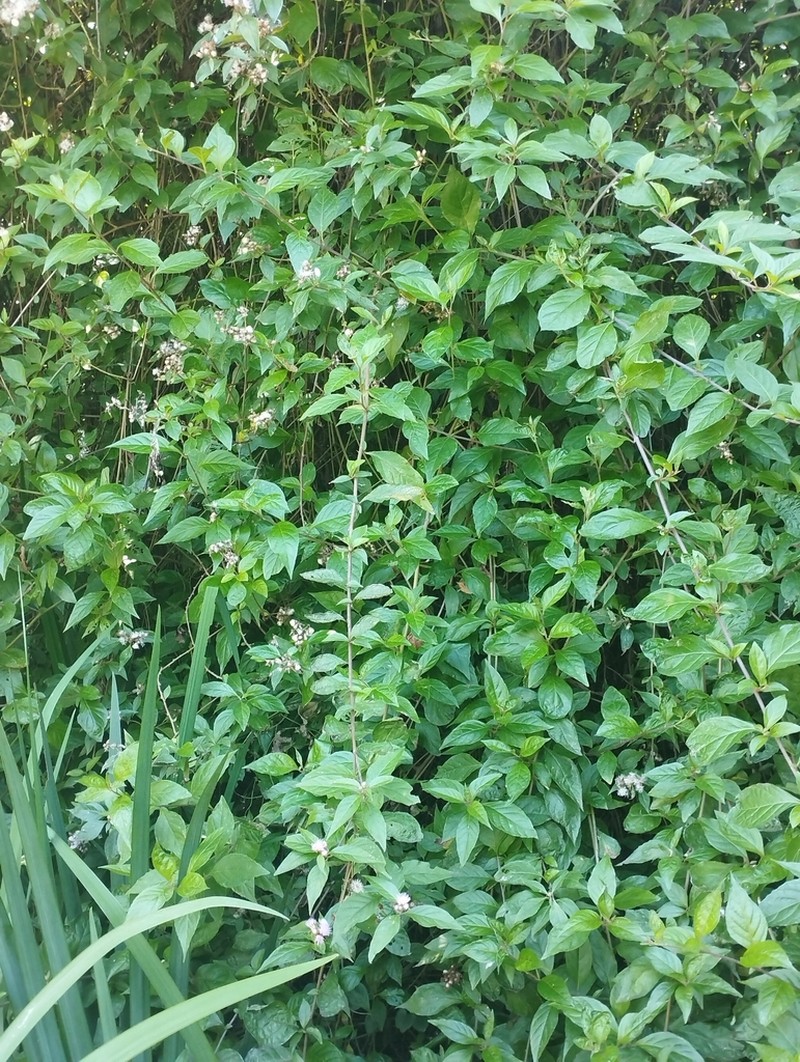 Cyrtocymura scorpioides photo 2