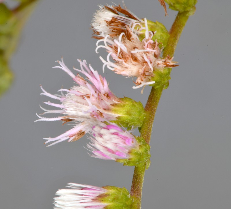 Cyrtocymura scorpioides photo 3