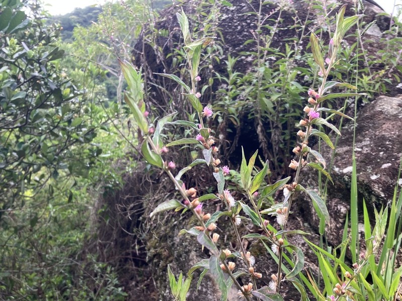Cyrtocymura scorpioides photo 4