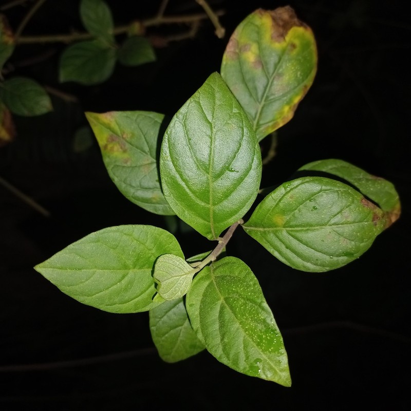 Cyrtocymura scorpioides photo 6