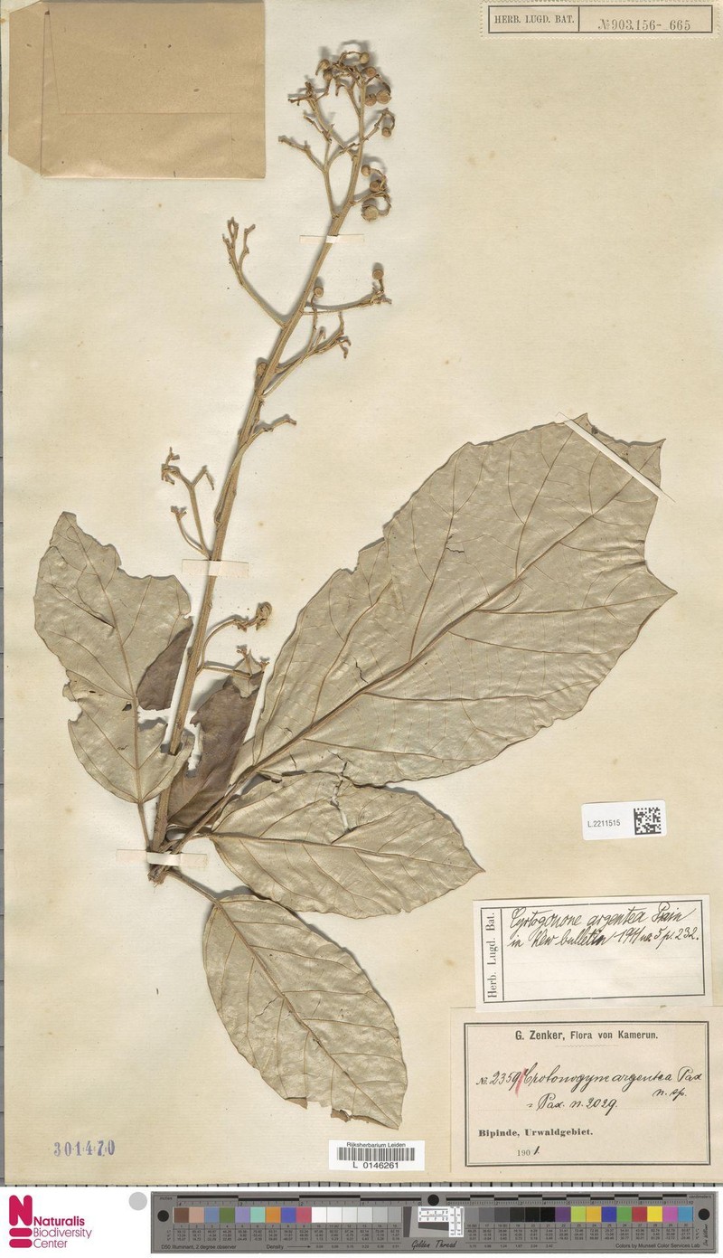 Cyrtogonone argentea