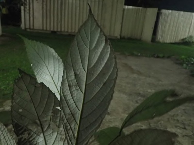 Cyrtogonone argentea photo 2