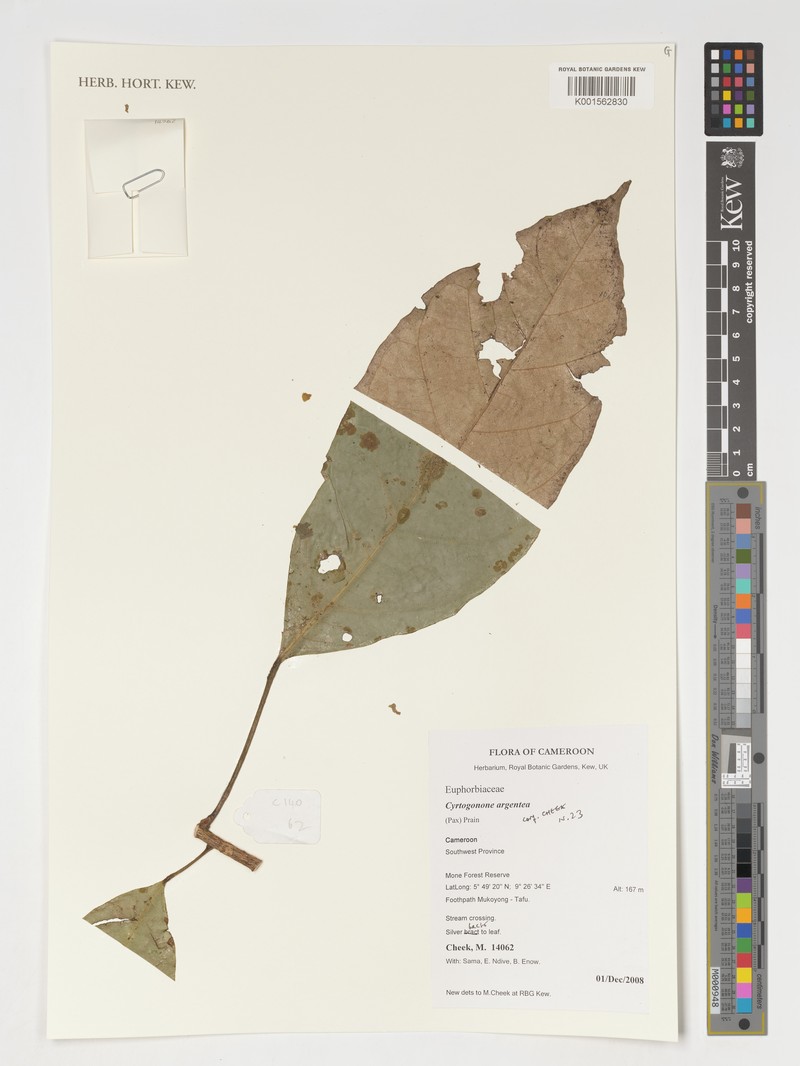 Cyrtogonone argentea photo 3