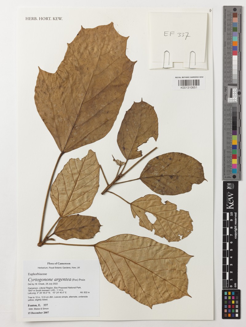 Cyrtogonone argentea photo 4