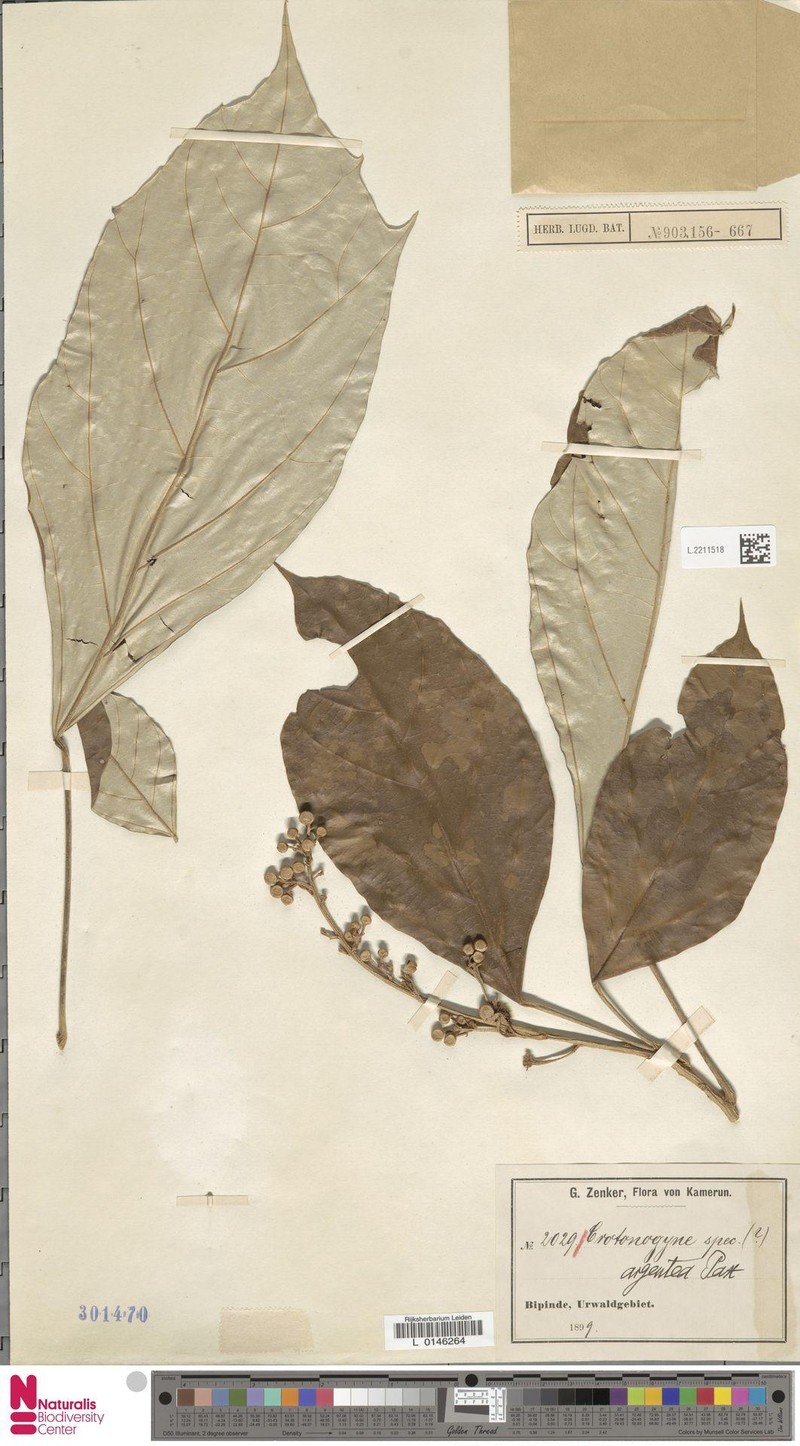 Cyrtogonone argentea photo 5