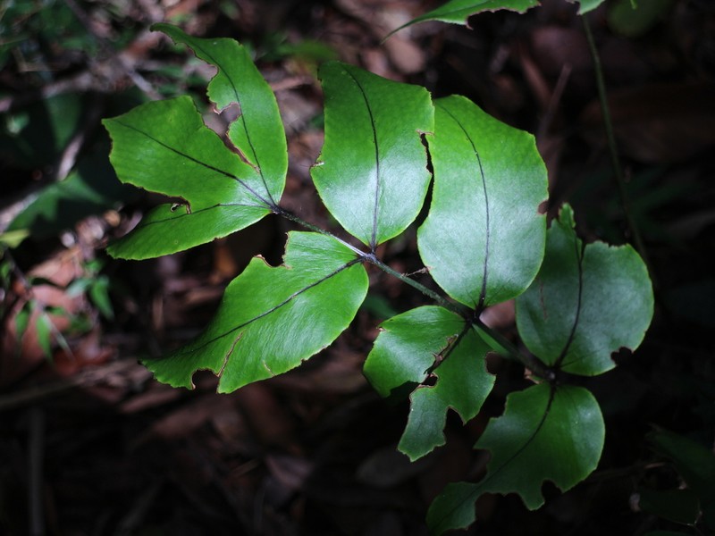 Cyrtomium anomophyllum