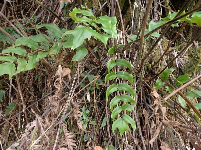 Cyrtomium anomophyllum photo 2