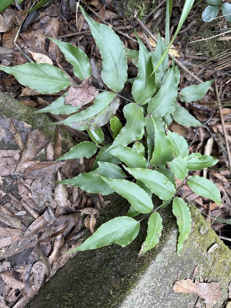 Cyrtomium anomophyllum photo 3