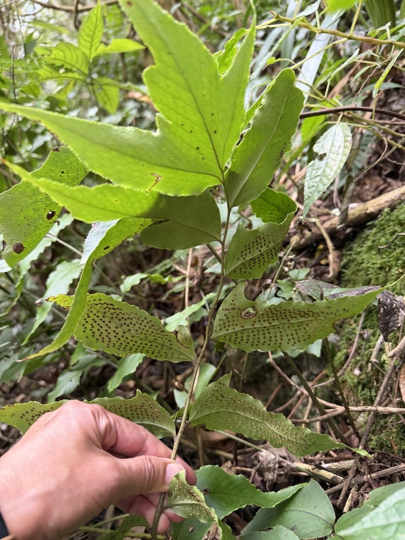 Cyrtomium anomophyllum photo 4