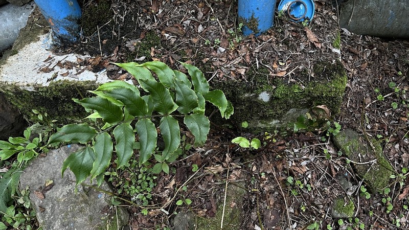 Cyrtomium anomophyllum photo 5
