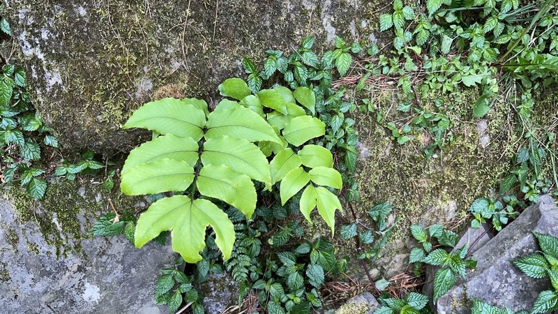 Cyrtomium anomophyllum photo 6