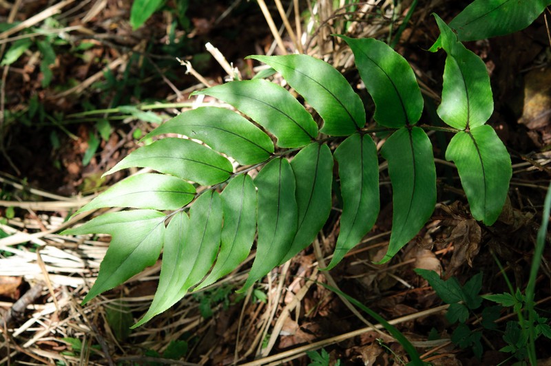 Cyrtomium anomophyllum photo 7