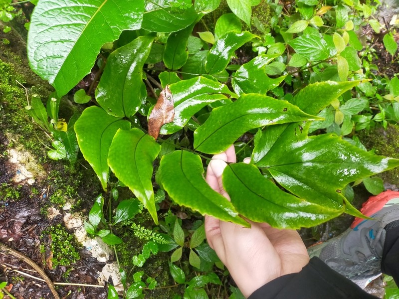 Cyrtomium anomophyllum photo 8