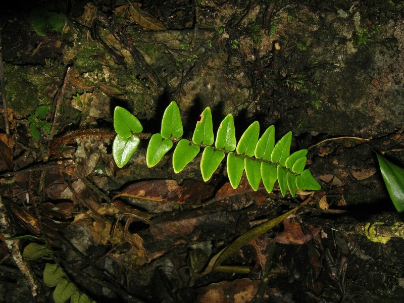 Cyrtomium calcis