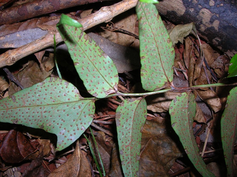 Dwarf Netvein Hollyfern