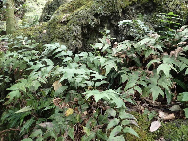 Dwarf Netvein Hollyfern