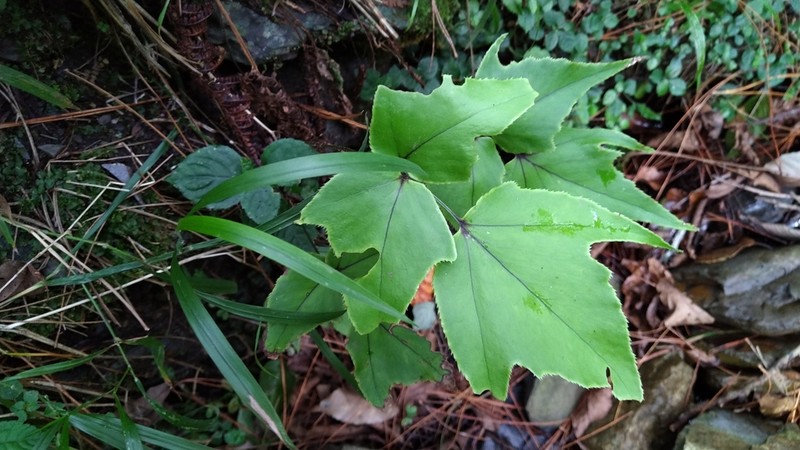 Dwarf Netvein Hollyfern photo 2