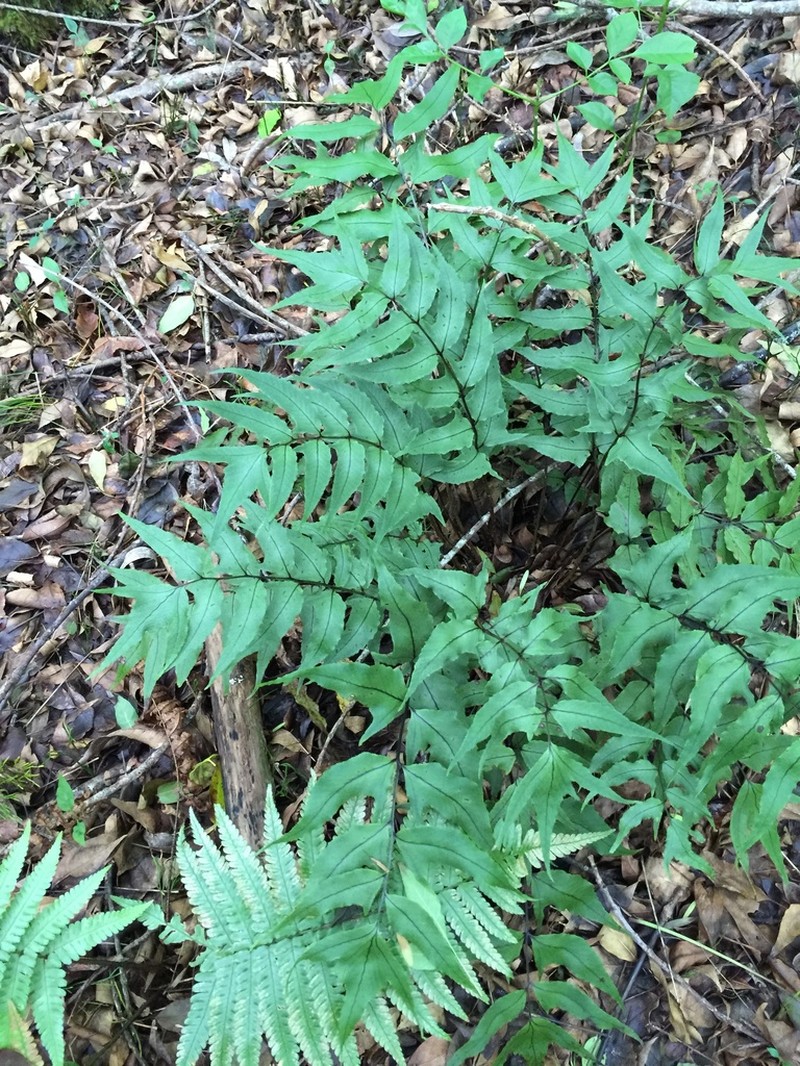 Dwarf Netvein Hollyfern photo 3