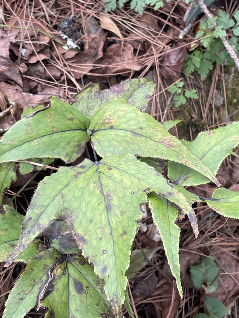 Dwarf Netvein Hollyfern photo 5