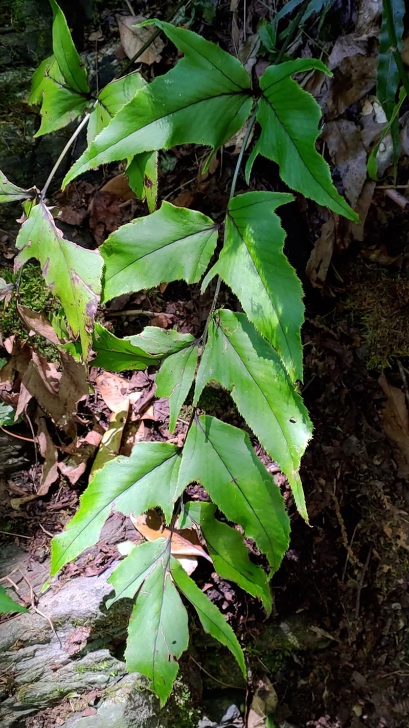 Dwarf Netvein Hollyfern photo 6