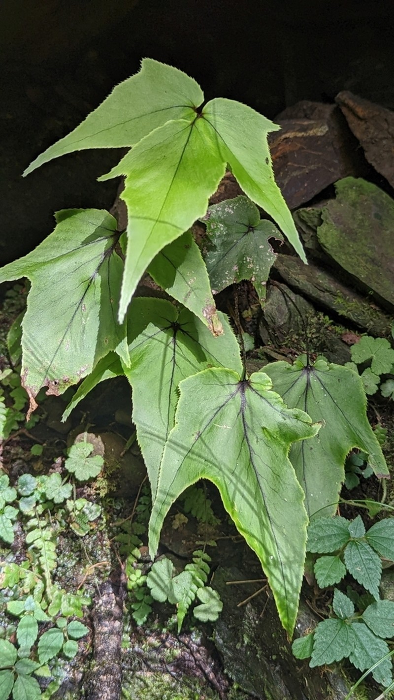Dwarf Netvein Hollyfern photo 7