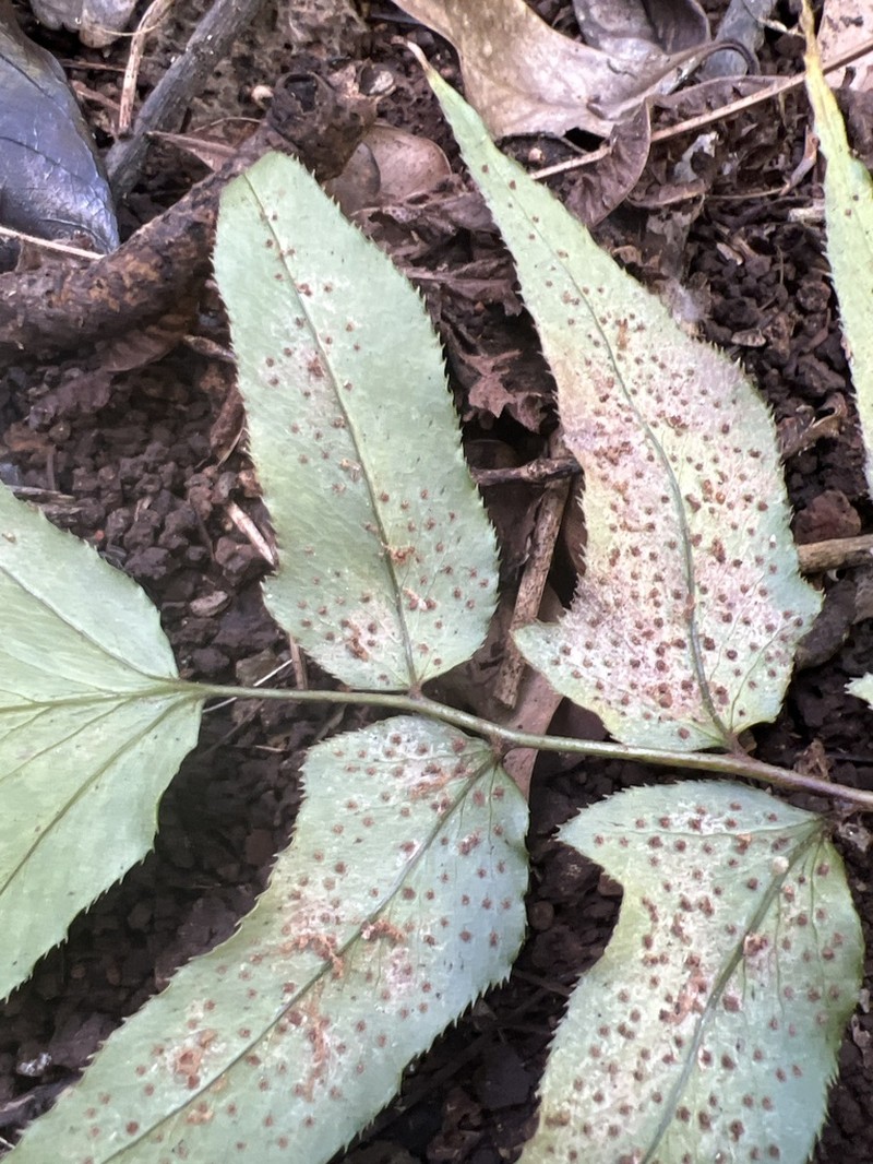 Dwarf Netvein Hollyfern photo 8