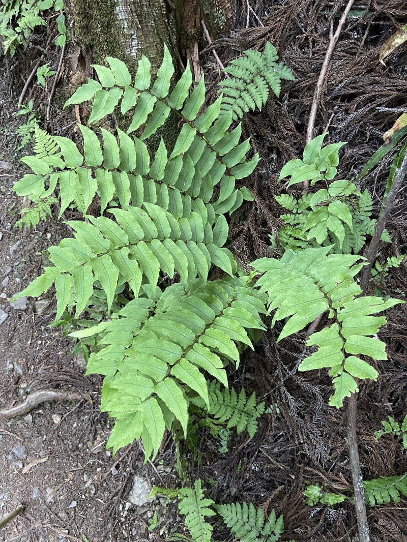 Cyrtomium clivicola