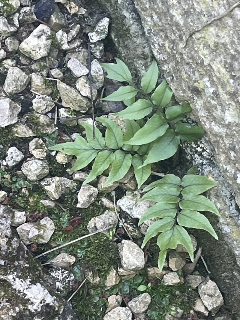 Cyrtomium clivicola photo 2
