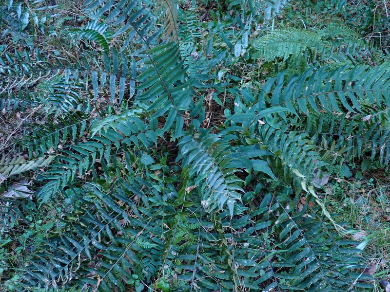Cyrtomium clivicola photo 3